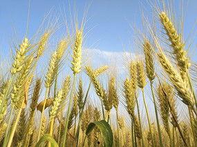 麦子成熟的图片