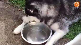 狗狗搞笑站立,萌态百出，萌翻你的心