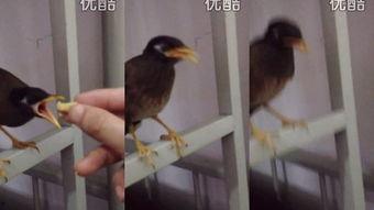 儋州八哥搞笑视频,笑料百出，欢乐无限